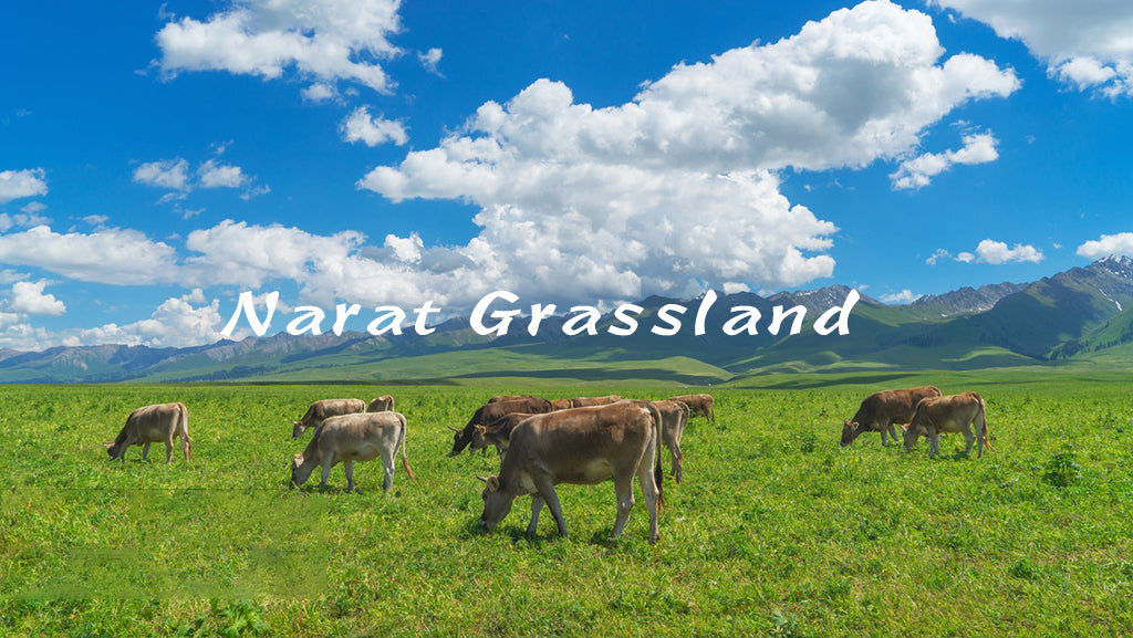 XinJiang(6-Days)