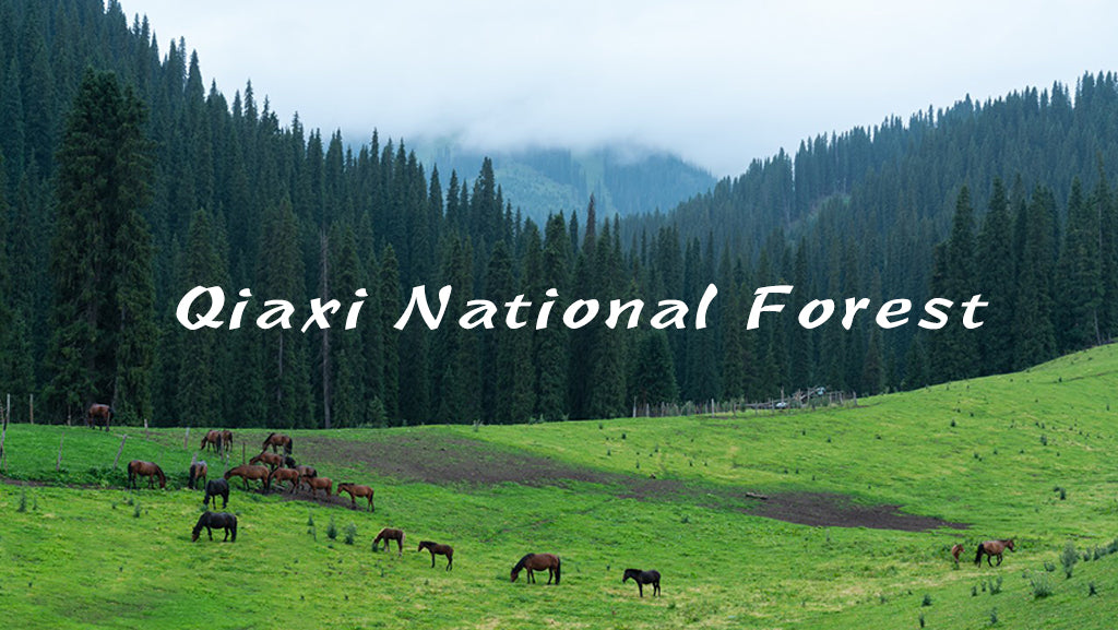 XinJiang(6-Days)